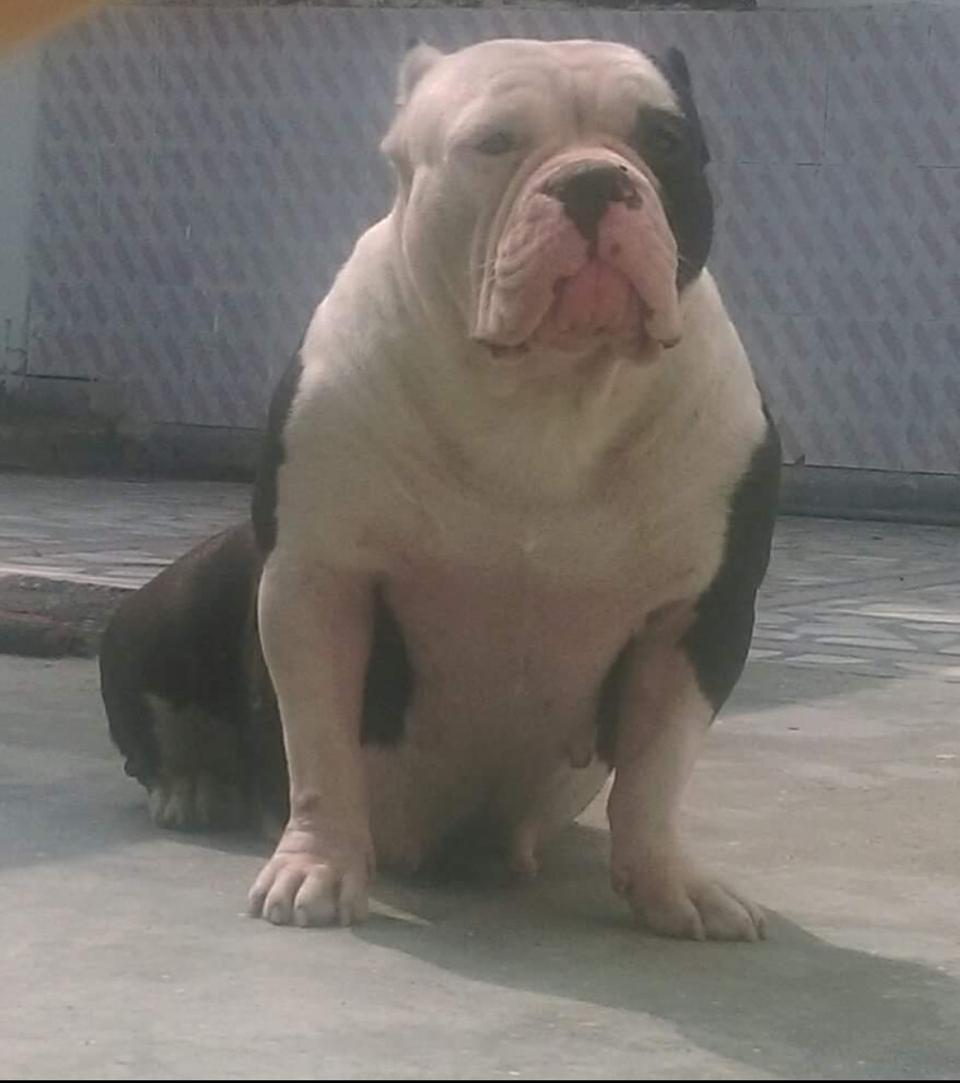 Dog Featured Image