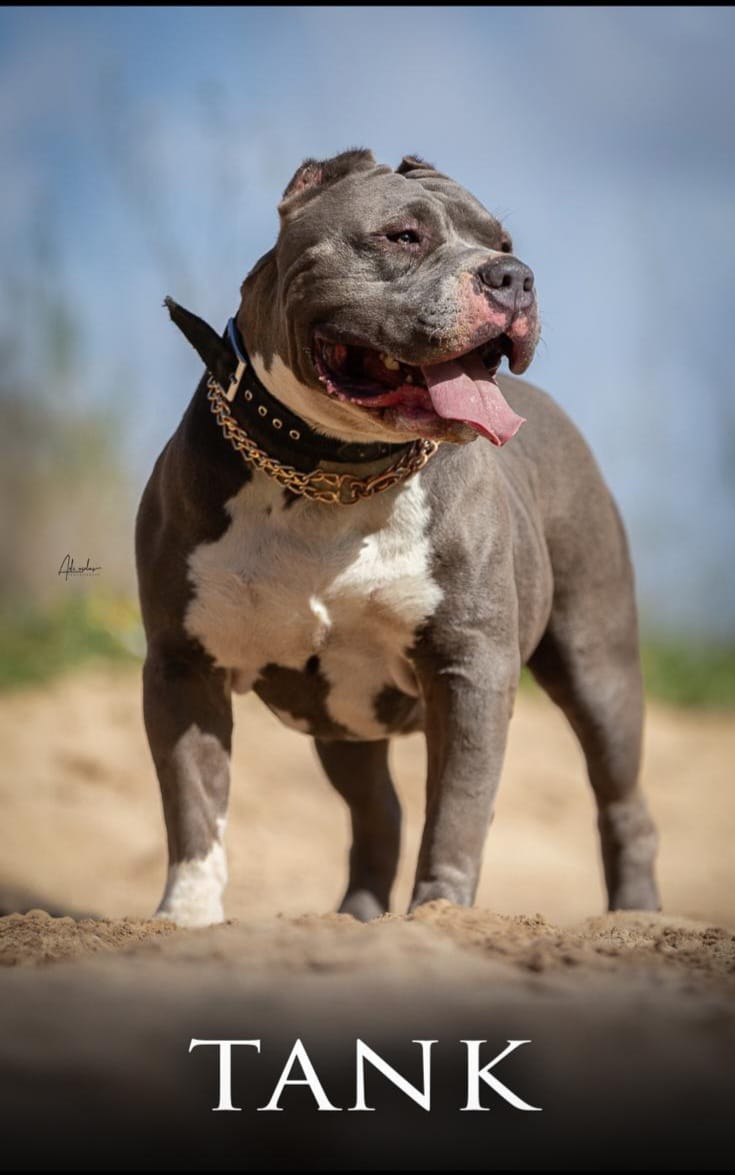 Dog Featured Image