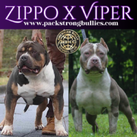 PSB Zippo X Viper