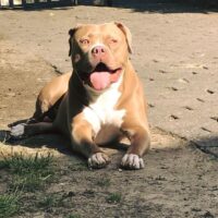 Alphadogs Kira