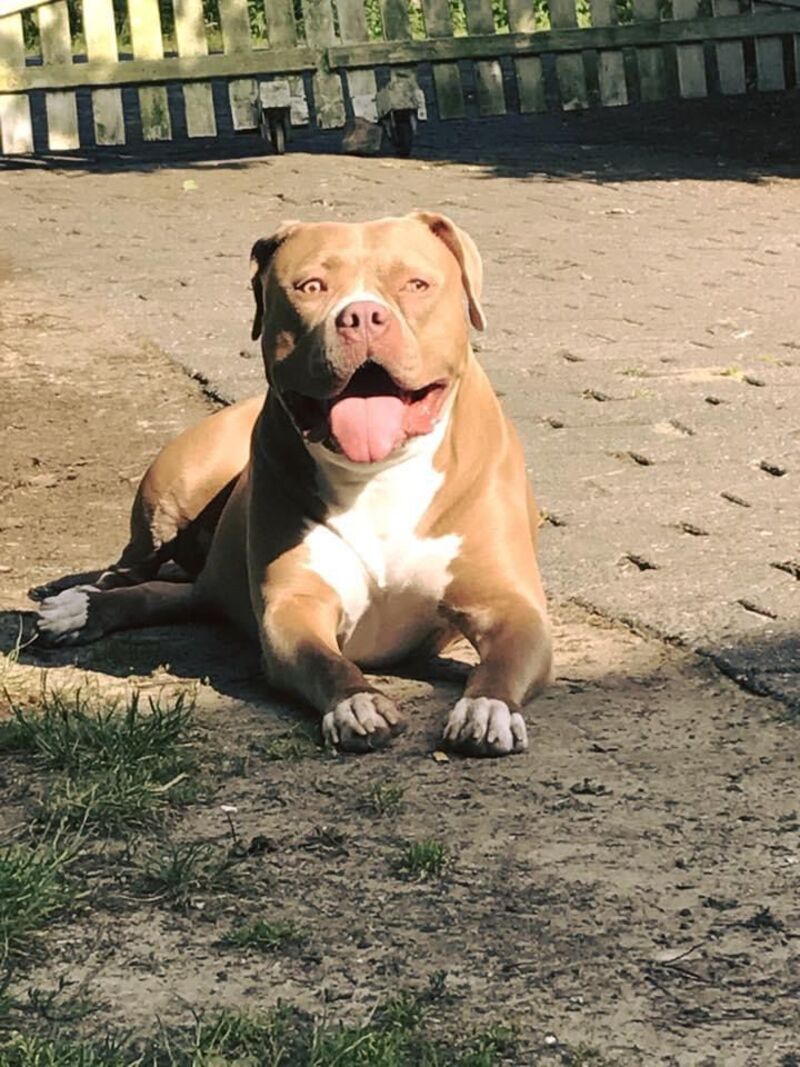 Dog Featured Image