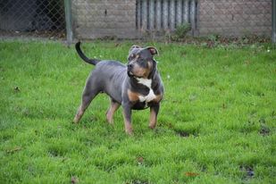 Dog Featured Image