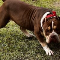 Topdogbullies Scar