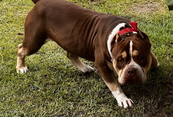 Dog Featured Image