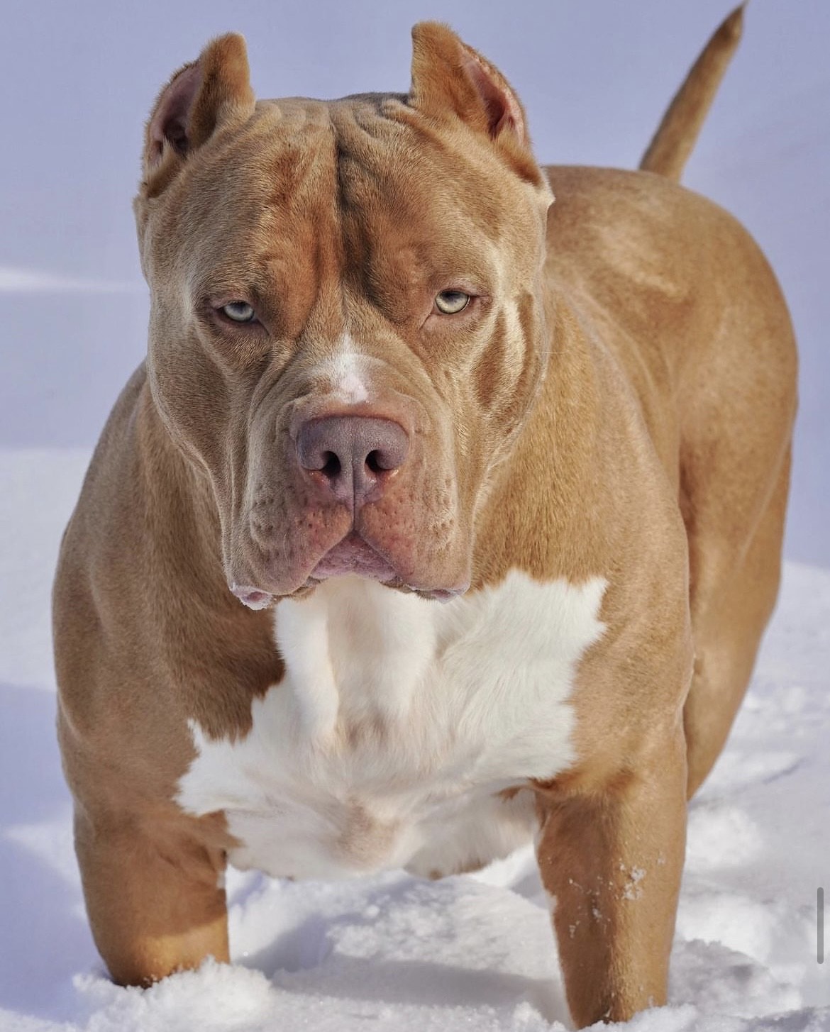 Dog Featured Image
