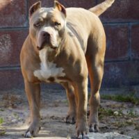 Topdogbullies Elegance