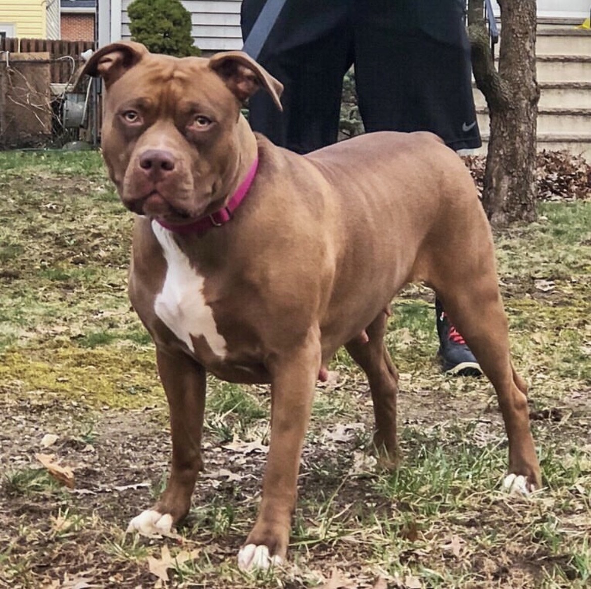 Dog Featured Image