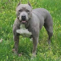 RoyalBlueBullies Mazikeen