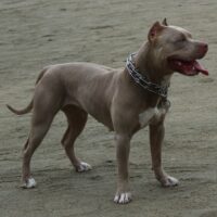Nitro’s Bullies Keeva