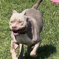 Nitro’s Bullies Nala