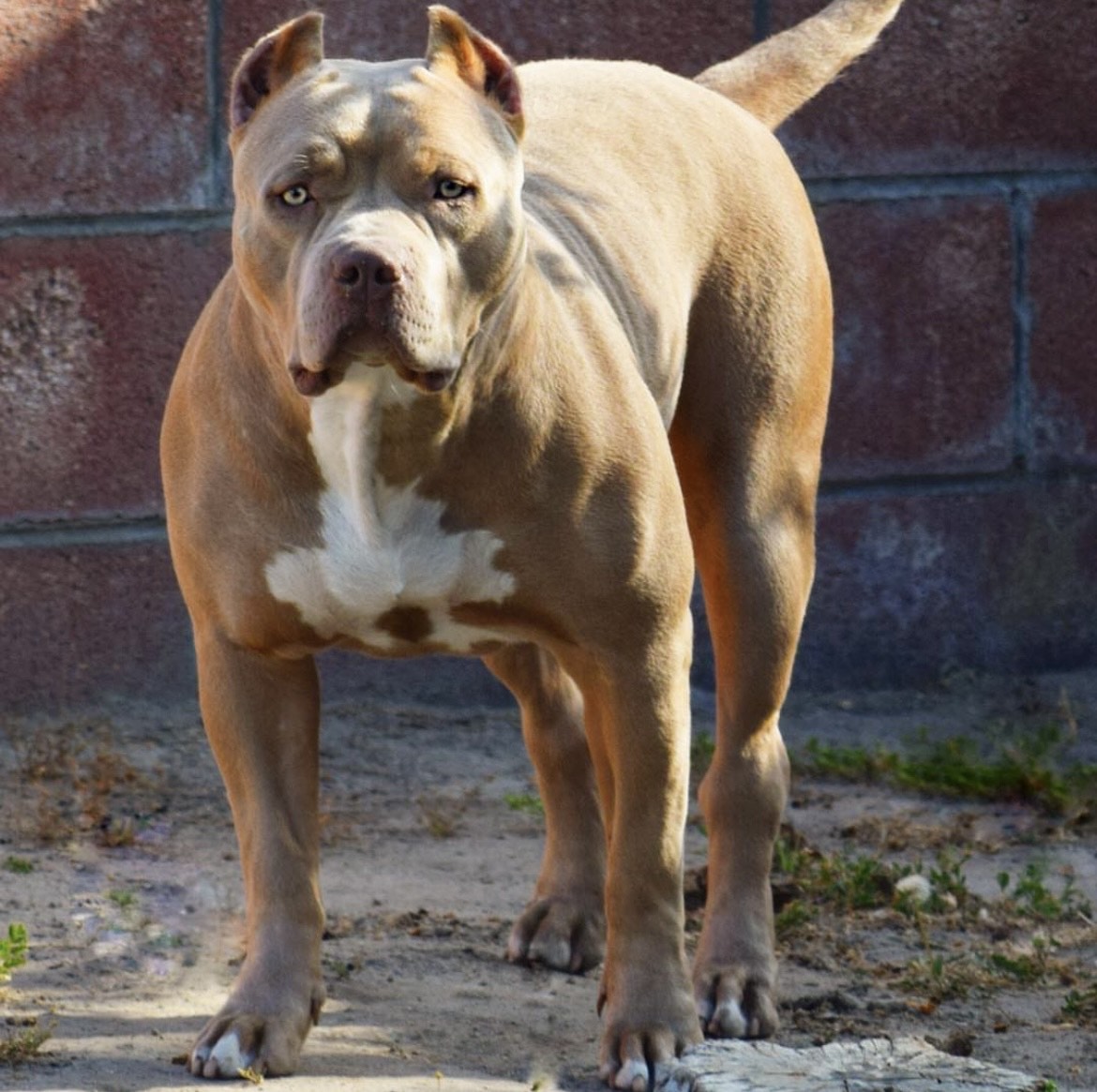 Dog Featured Image