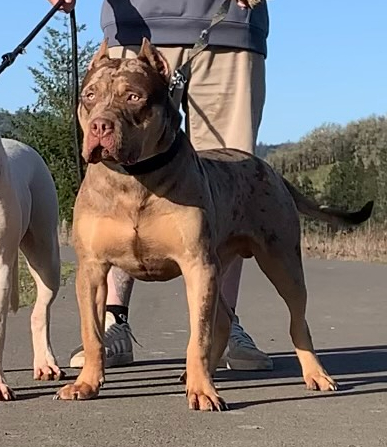Dog Featured Image