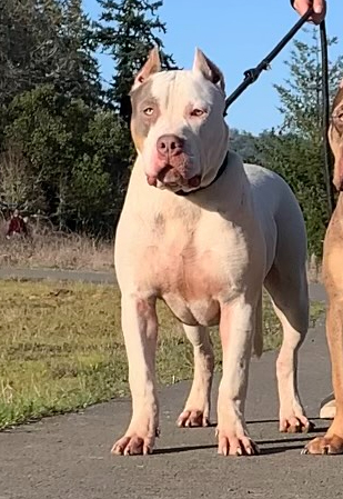 Dog Featured Image