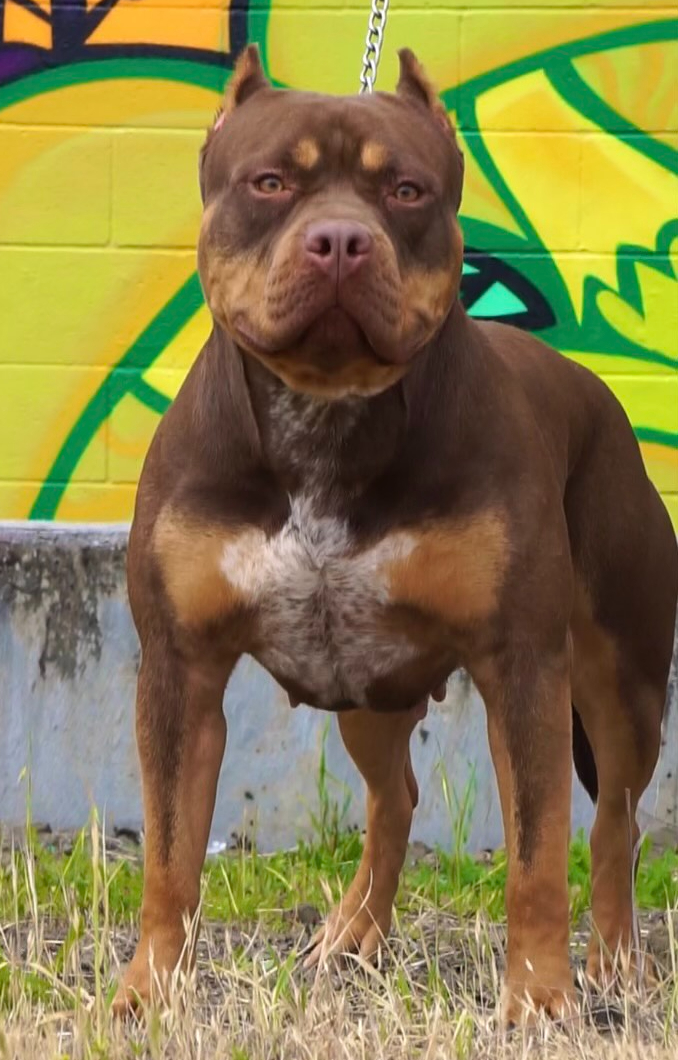 Dog Featured Image