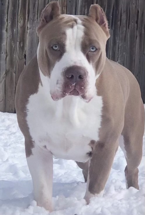 Dog Featured Image