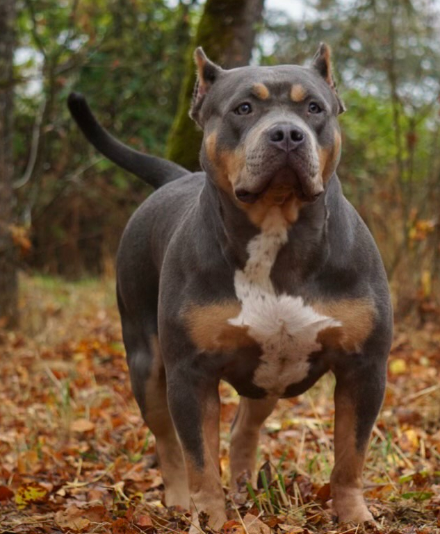Dog Featured Image