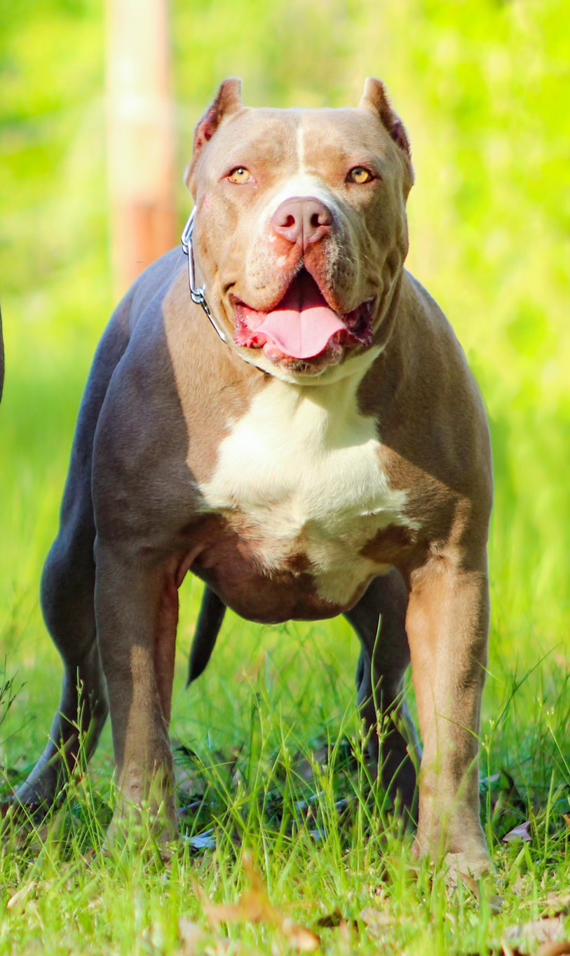 Dog Featured Image