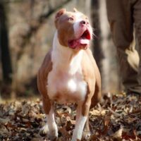 QKs Queen in Training