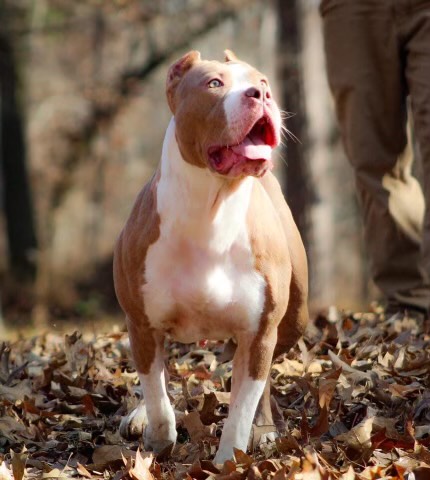 Dog Featured Image