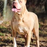 DPK Queen Nala
