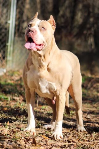 Dog Featured Image