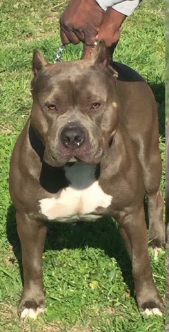Dog Featured Image