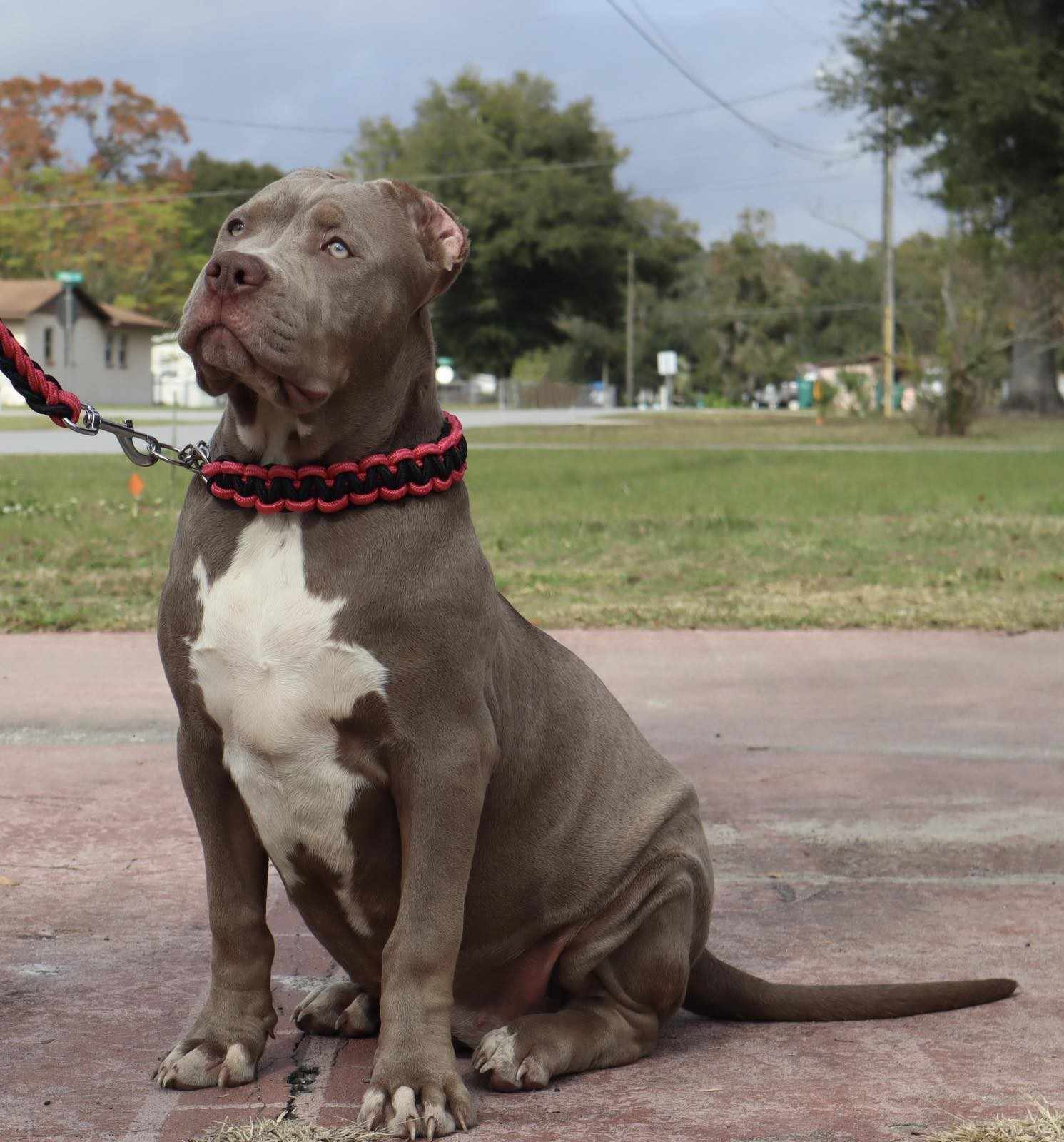 Dog Featured Image