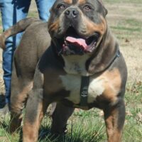 Opie of Good Life Bullies