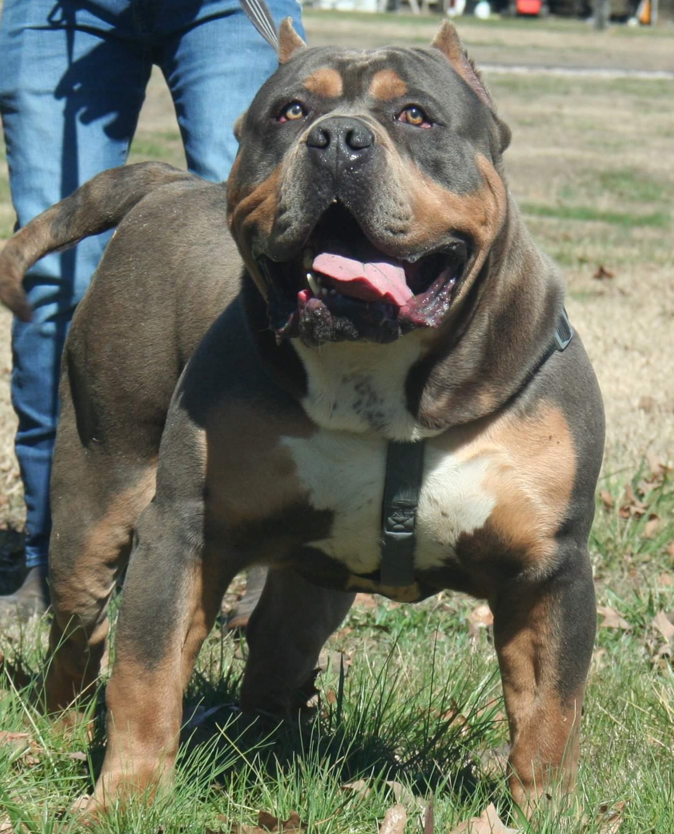 Dog Featured Image