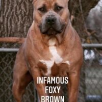 INFAMOUS FOXY BROWN
