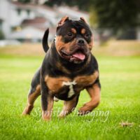 MDK’s Primo Dose of BDB BULLYZ