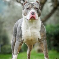 KING AL GANGSTER GE’Z
