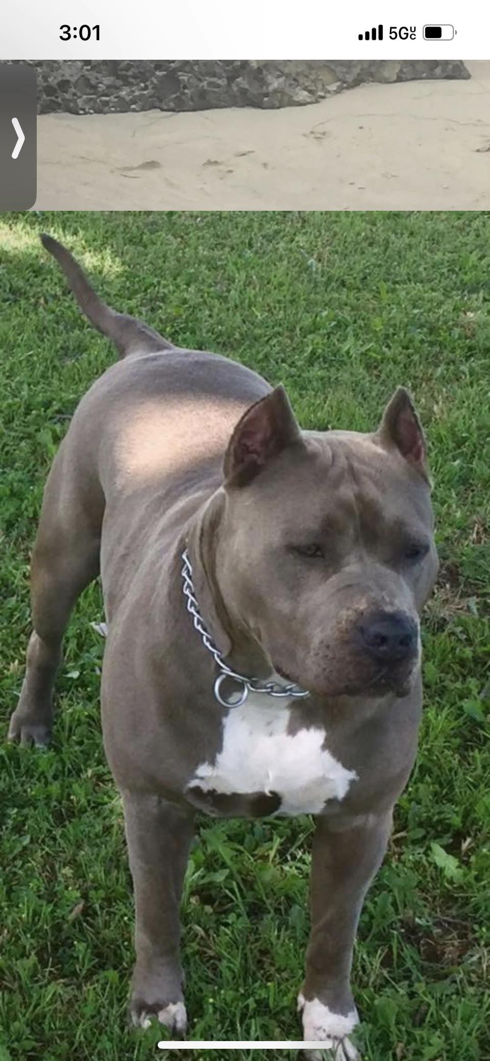 Dog Featured Image