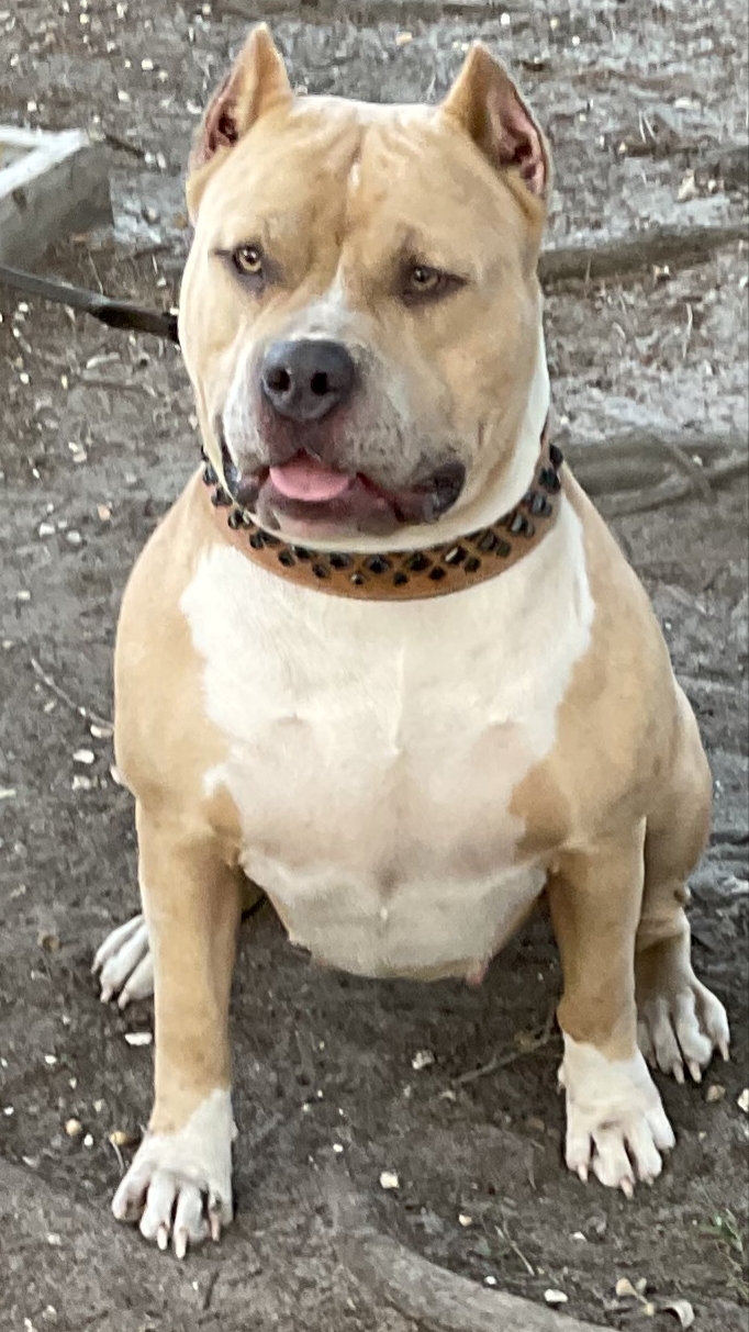 Dog Featured Image