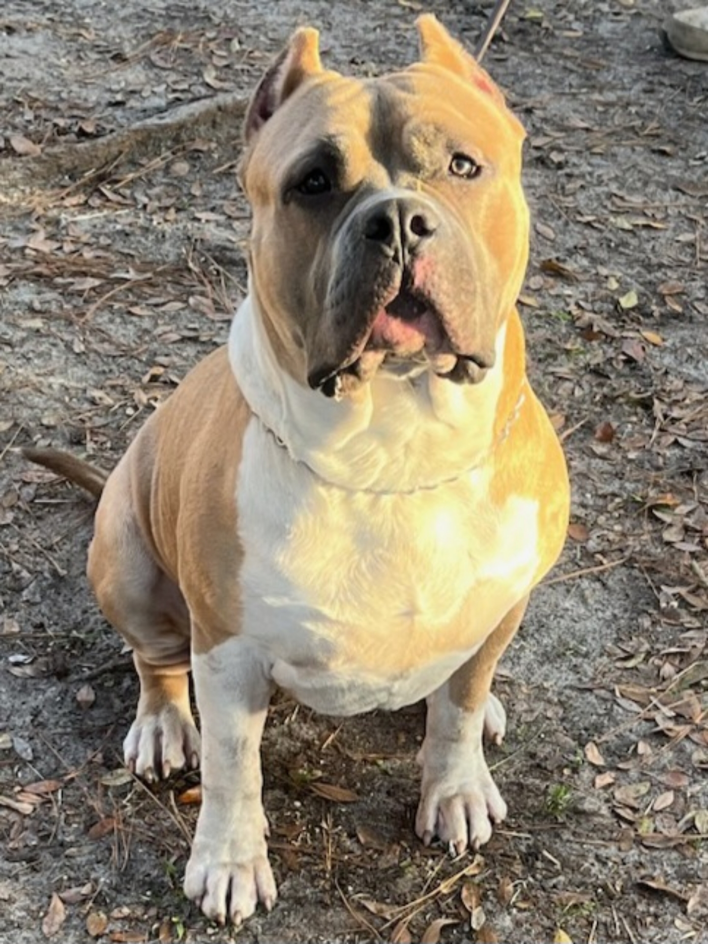 Dog Featured Image