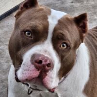 Cocoa Chanel