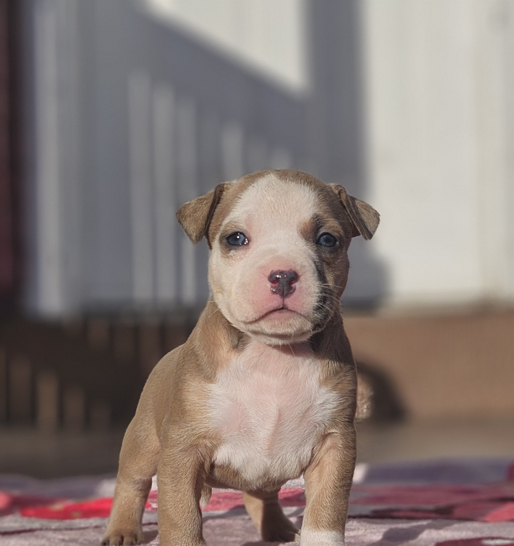 Dog Featured Image
