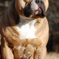 ONE SHOT BULLIES RUGER