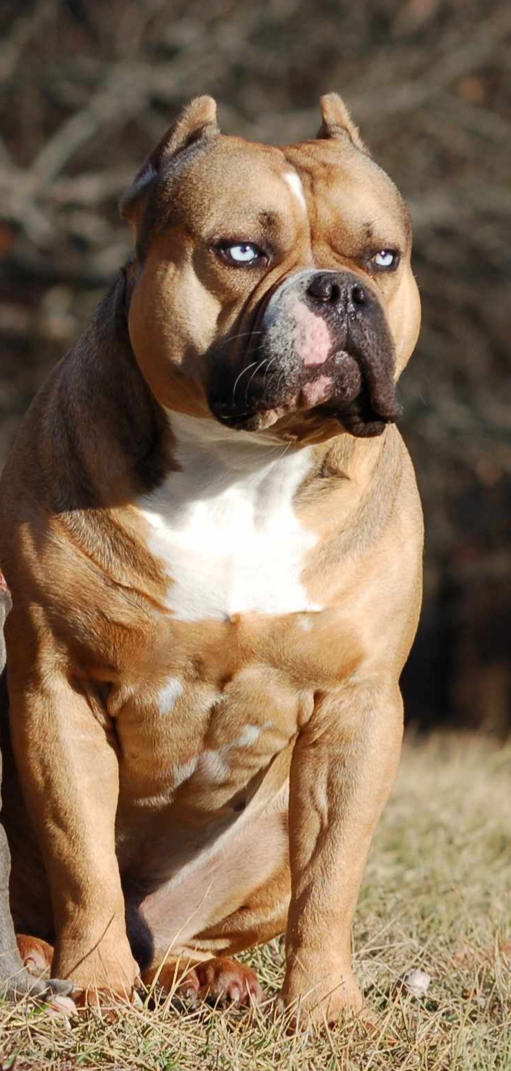 Dog Featured Image