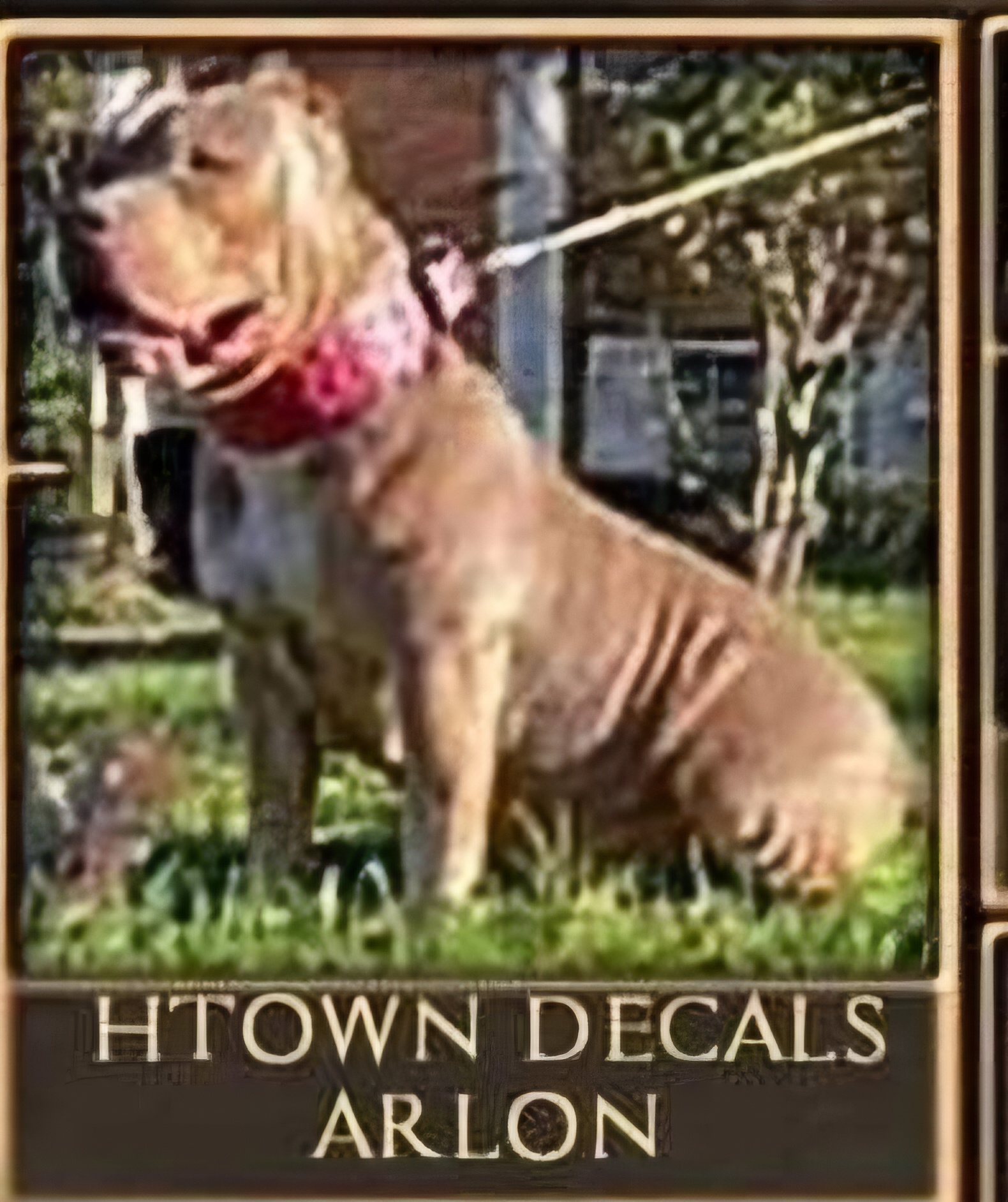 Dog Featured Image