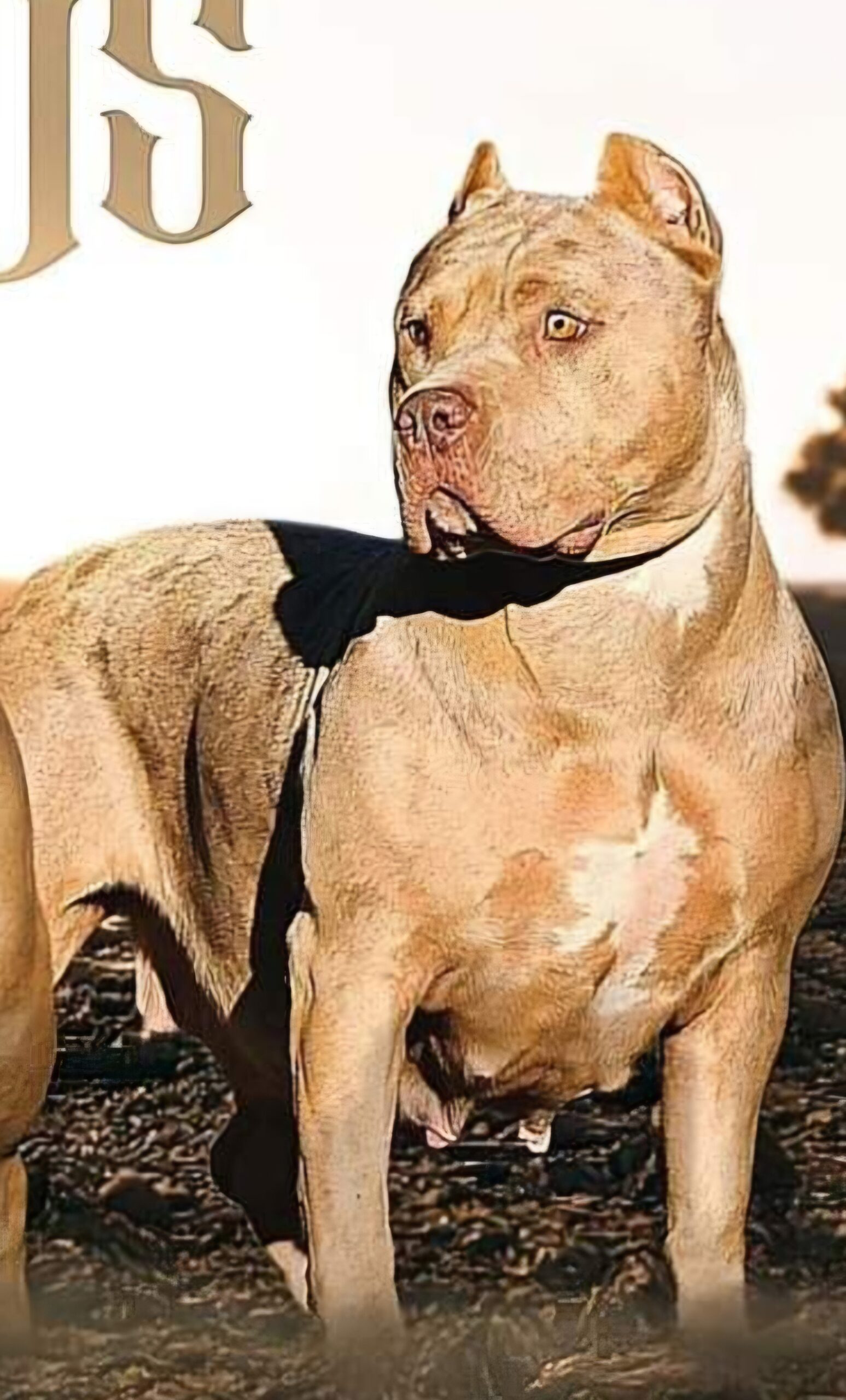 Dog Featured Image