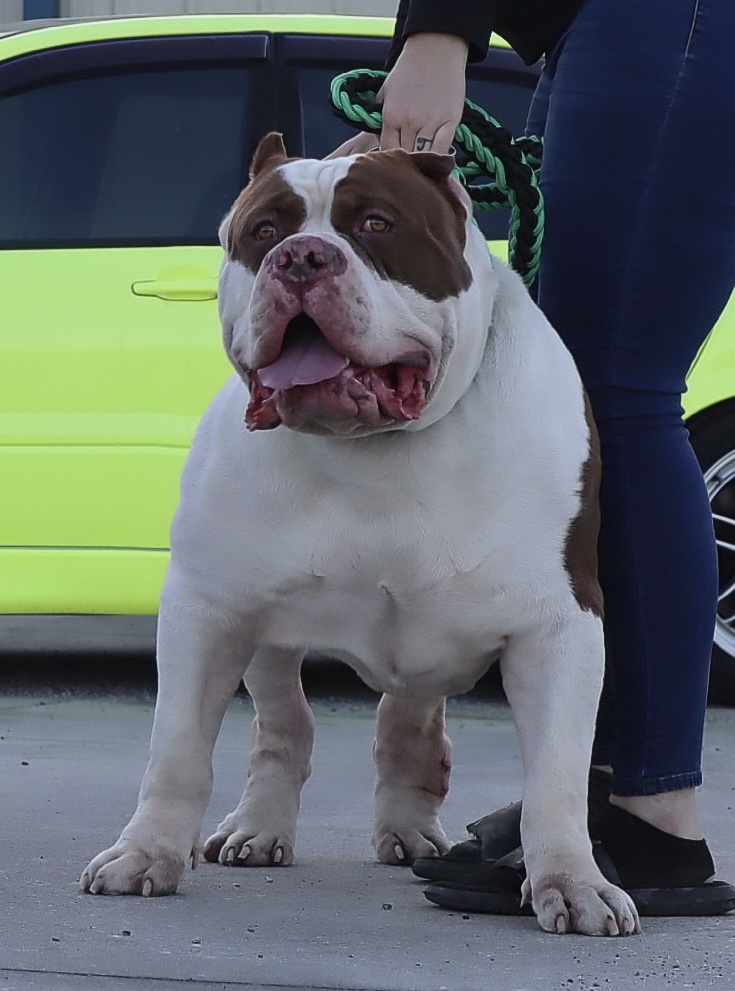 Dog Featured Image