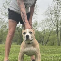The Bigger The Better Bullies Jolee