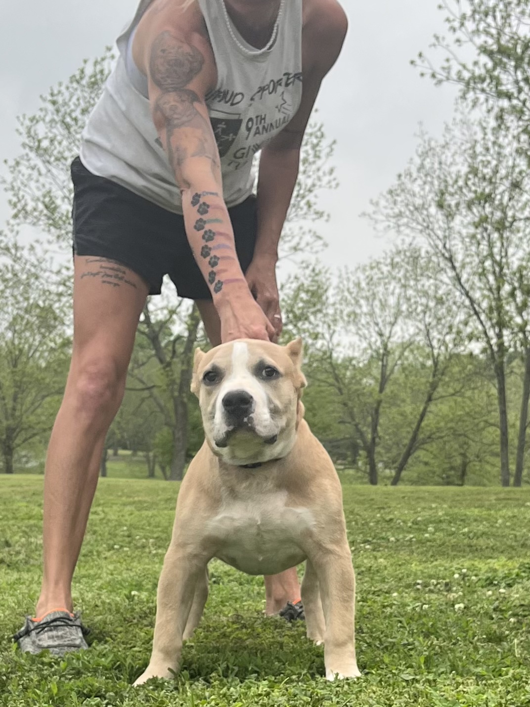 Dog Featured Image