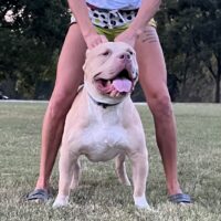 The Bigger The Better Bullies Ace