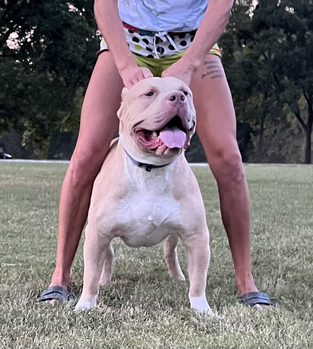 Dog Featured Image