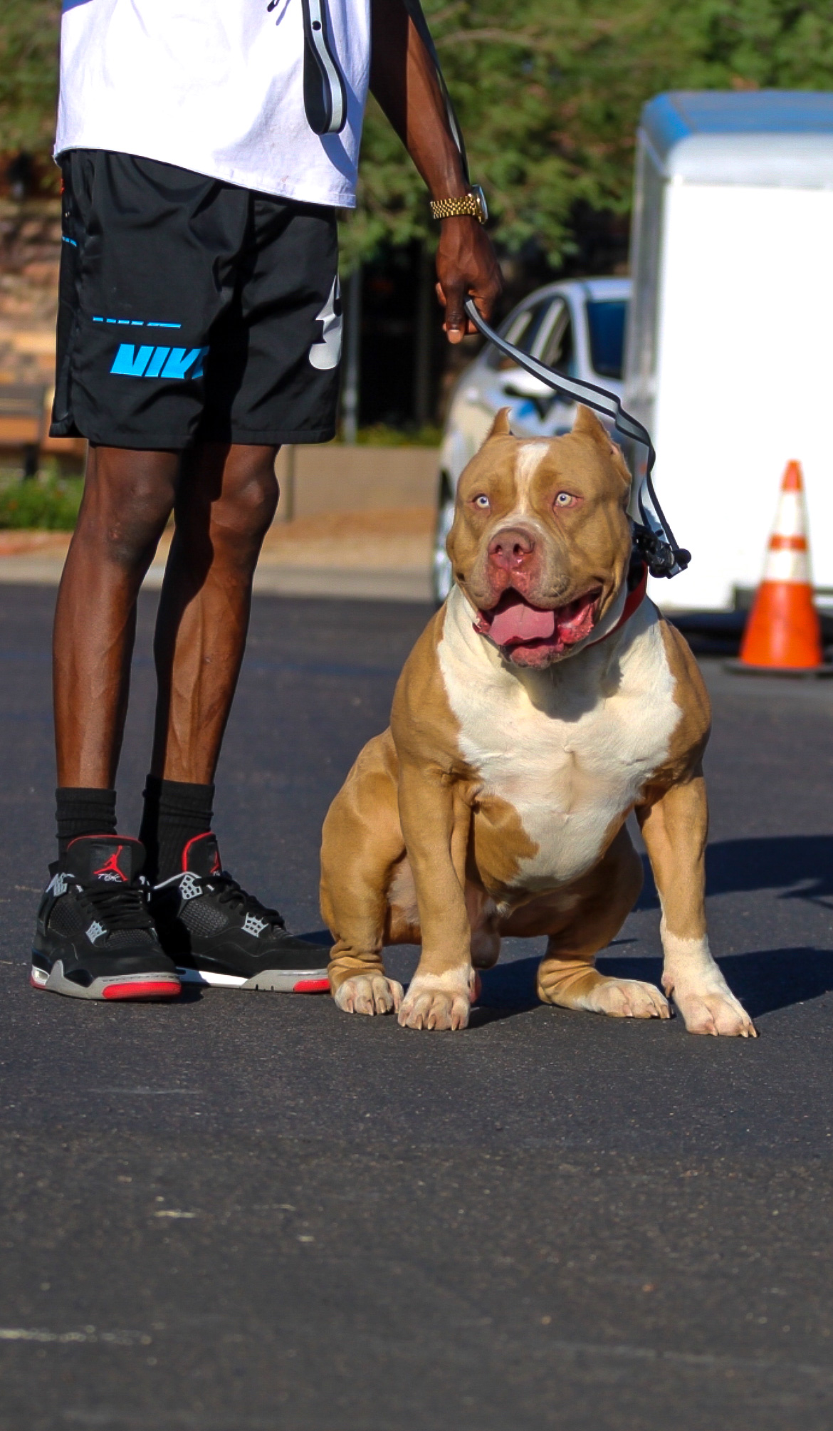 Dog Featured Image