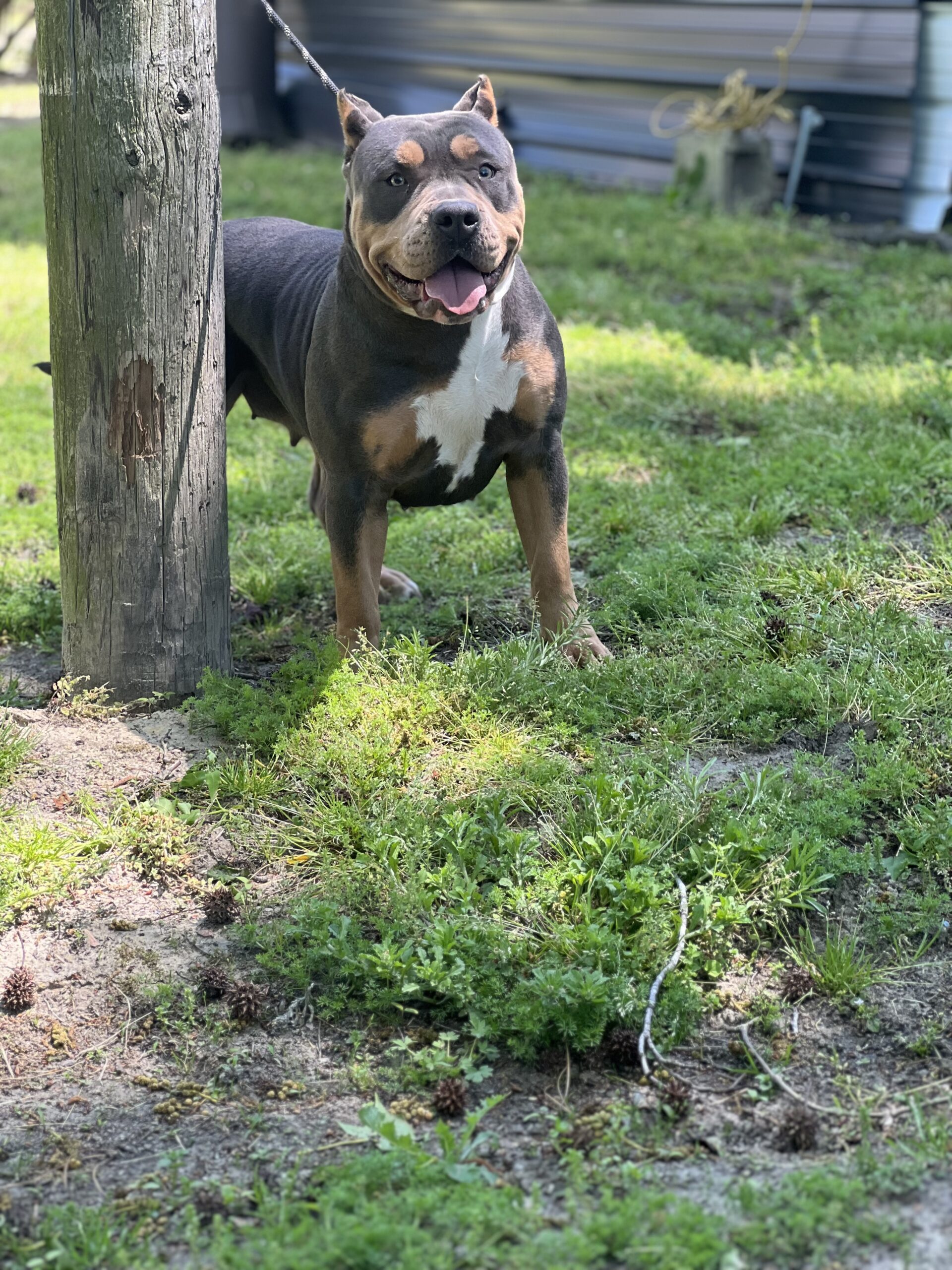 Dog Featured Image