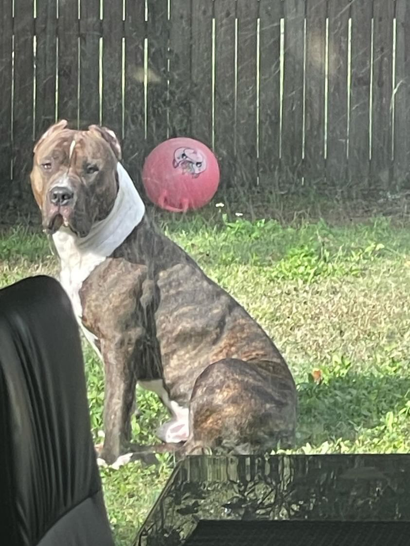 Dog Featured Image