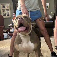 The Bigger The Better Bullies Gianna